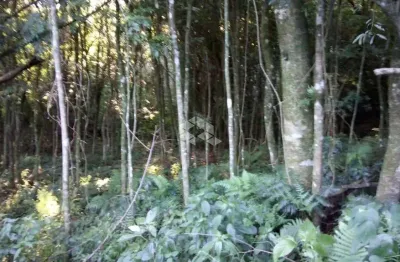 Chácara / sítio à venda na Nove Colônias, 2, Zona Rural, Nova Petrópolis