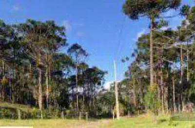 Terreno à venda, 20.000 m² por r$ 440.000 - são miguel - campo alegre/sc