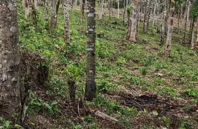 Chácara / sítio à venda na Rua Coronel Monteiro, Roseira, Campina Grande do Sul