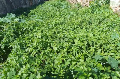 Terreno comercial à venda na rua pero neto, 199, vila da saúde, são paulo por r$ 1.750.000