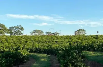 Chácara / sítio com 2 quartos à venda na Zona Rural, Palmeira D'Oeste 