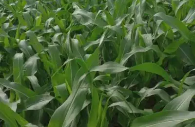 Chácara / sítio à venda na Indefinido, Centro, Campo Grande