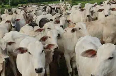 Chácara / sítio à venda na Centro, Centro, Cacoal