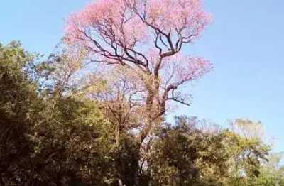 Chácara / sítio à venda na Balneário Ipiranga, Balneário Ipiranga, São Miguel do Iguaçu