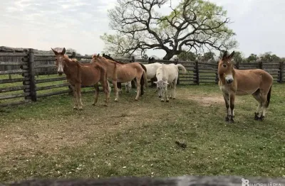 Chácara / sítio à venda na Centro, Centro, Corumbá