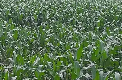 Chácara / sítio à venda na Centro, Centro, Paranatinga