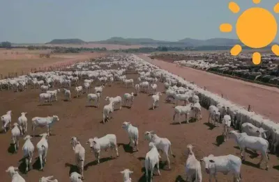 Chácara / sítio à venda na Centro, Centro, Palmas