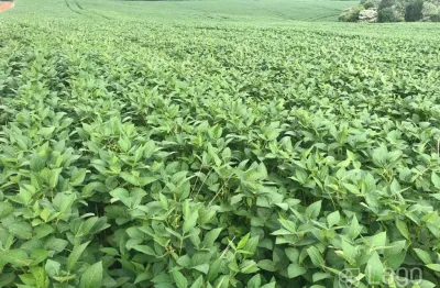 Chácara / sítio à venda no Guairacá, Guarapuava 