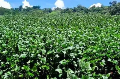 Chácara / sítio à venda em Itaiacoca, Ponta Grossa 