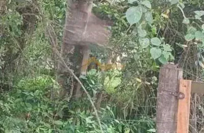 À venda - terreno negócio de ocasião no pegorelli -  caraguatatuba/sp