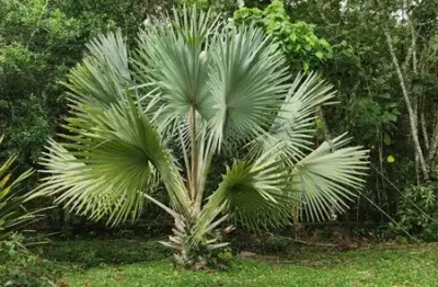 Chácara / sítio com 4 quartos à venda no Nirvana, Biritiba-Mirim 