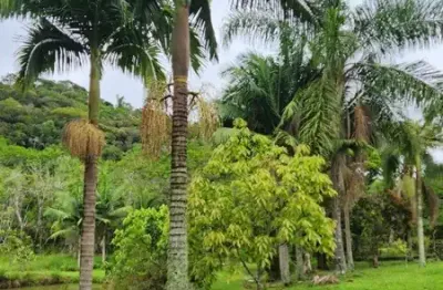 Chácara / sítio com 4 quartos à venda no Nirvana, Biritiba-Mirim 