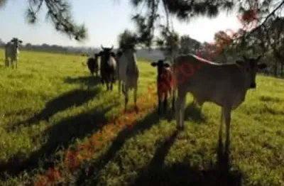 Fazenda à venda no Jardim da Balsa, Limeira 