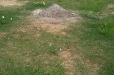 Terreno à venda no Jardim das Orquídeas, Americana 