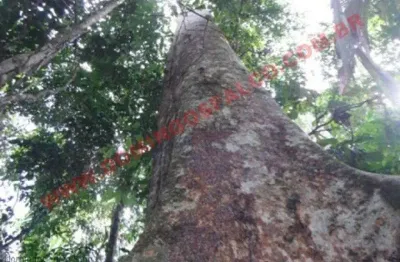 Fazenda à venda na Zona Rural, Feijó 