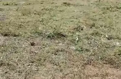 Fazenda à venda no Jardim Flamboyant, Mogi Mirim 