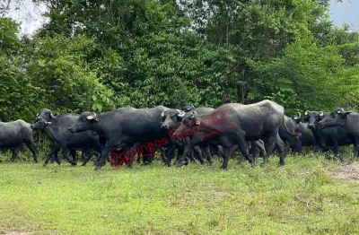 Gean  parceiro  moises  corretor   venda zonarural adrianópolis /pr