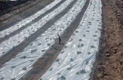 Chácara / sítio à venda na Bandeira Do Sul, 2, Centro, Bandeira do Sul