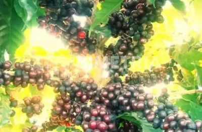 Venda – excepcional fazenda cafeeira em minas - buritizeiro! 