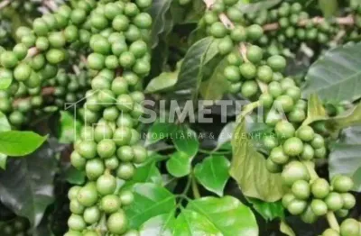 Venda – fazenda de café, pecuária, grãos e fruticultura na região de ibiá - mg