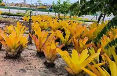 Terreno à venda na Greenville, 00, Praia Novo Prado, Prado
