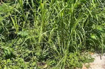 Terreno à venda na Rua Zulmira Ferreira, 35, Saboeiro, Salvador
