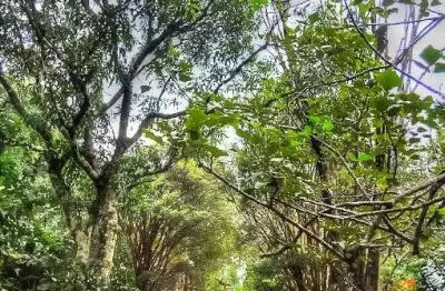Chácara com 4 dormitórios à venda, 26607 m² por r$ 999.000,00 - nova era - itupeva/sp