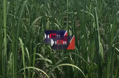 Fazenda à venda na Área Rural, Área Rural de Presidente Prudente, Presidente Prudente