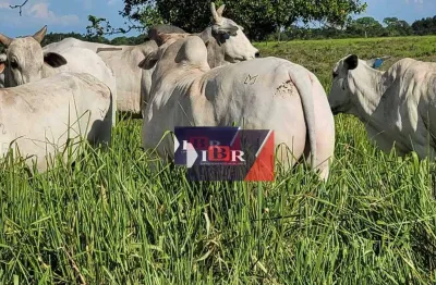 Fazenda à venda na Zona Rural, Itiquira 