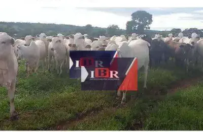 Fazenda à venda na Zona Rural, Paraíso das Águas 
