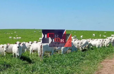 Fazenda à venda em Nova Bela Vista, Bela Vista 