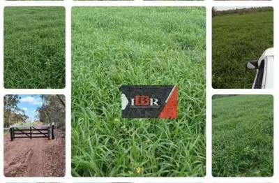 Fazenda à venda na Zona Rural, Figueirão 