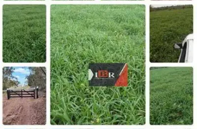 Fazenda à venda na Zona Rural, Figueirão 