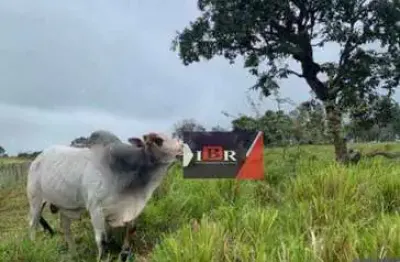 Fazenda à venda na Zona Rural, Dois Irmãos do Buriti 