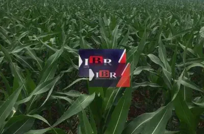 Fazenda à venda no Centro, Guia Lopes da Laguna 