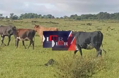 Fazenda à venda na Zona Rural, Campo Grande 