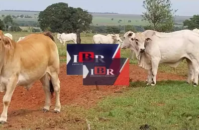 Fazenda à venda na Zona Rural, Naviraí 