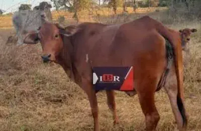 Fazenda à venda na Zona Rural, Aparecida do Taboado 