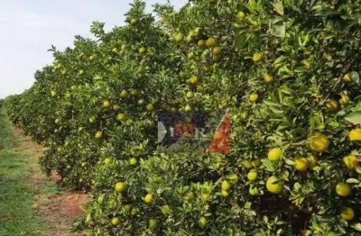 Fazenda à venda na Alameda Angelo Contrucci, Área Rural de Avaré, Avaré