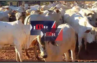 Fazenda à venda na Zona Rural, General Carneiro 