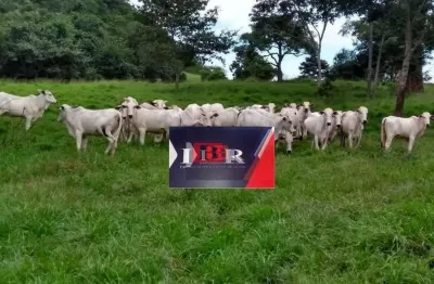 Fazenda à venda na Zona Rural, Pedra Preta 