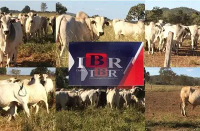 Fazenda à venda na Zona Rural, Cocalinho 