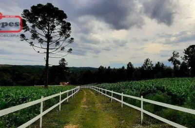 Chácara com 2 dormitórios à venda, 24200 m² por r$ 424.000,00 - serra do araçatuba - tijucas do sul/pr