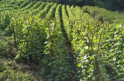 Chácara / sítio à venda na vila cristina, caxias do sul  por r$ 350.000