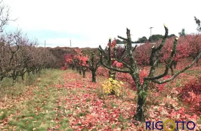 Terreno à venda no santa catarina, caxias do sul  por r$ 529.000