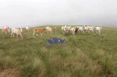 Fazenda à venda no Centro, São Roque de Minas 