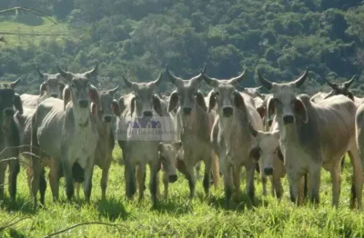 Fazenda com 16 dormitórios à venda, 3872000 m² por R$ 55.000.000,00 - Parque Residencial Jardim Araruna - Bauru/SP