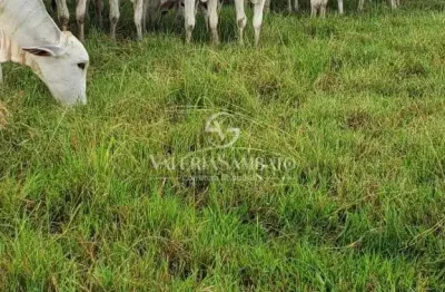 Fazenda à venda na Rua Saldanha Marinho, Centro (S-01), Vilhena