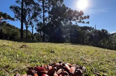 Terreno à venda em campo alegre-sc, bairro pirizal bateias de baixo com 19.991,66 m² de área!