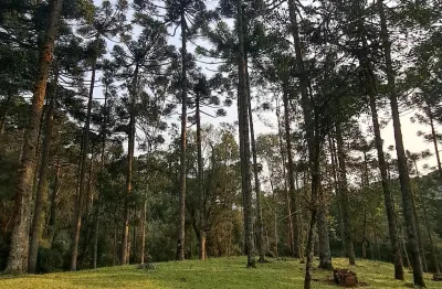 Chácara / sítio à venda na Avenida Júlio de Castilhos, Eletra, São Francisco de Paula
